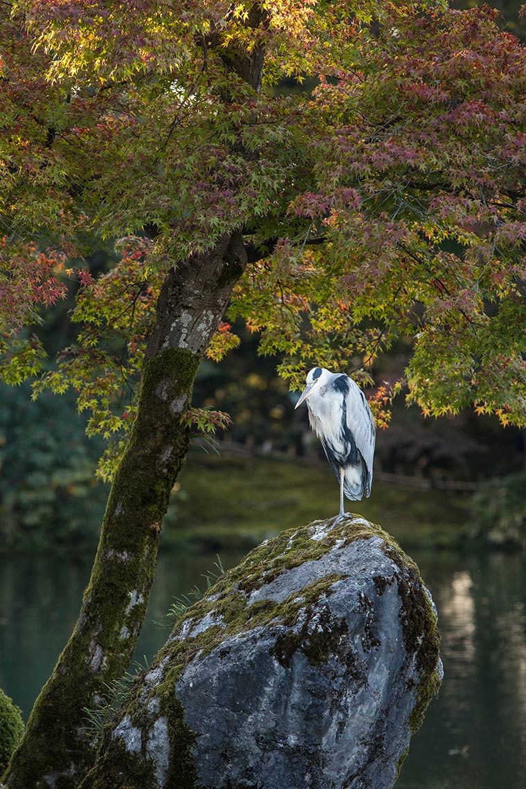 Heron in Kenrokuen Gardens © Michael Evans Photographer 2017 